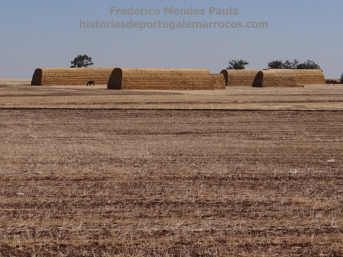 Wheat of the Doukkala — the economic reason for settling Mazagan